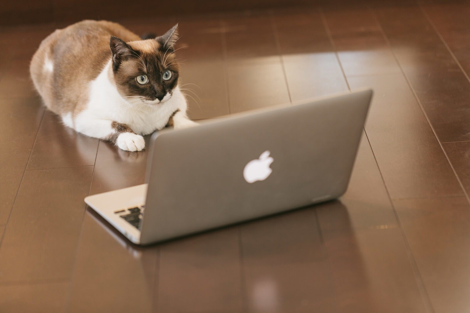 パソコンを駆使する猫ちゃん